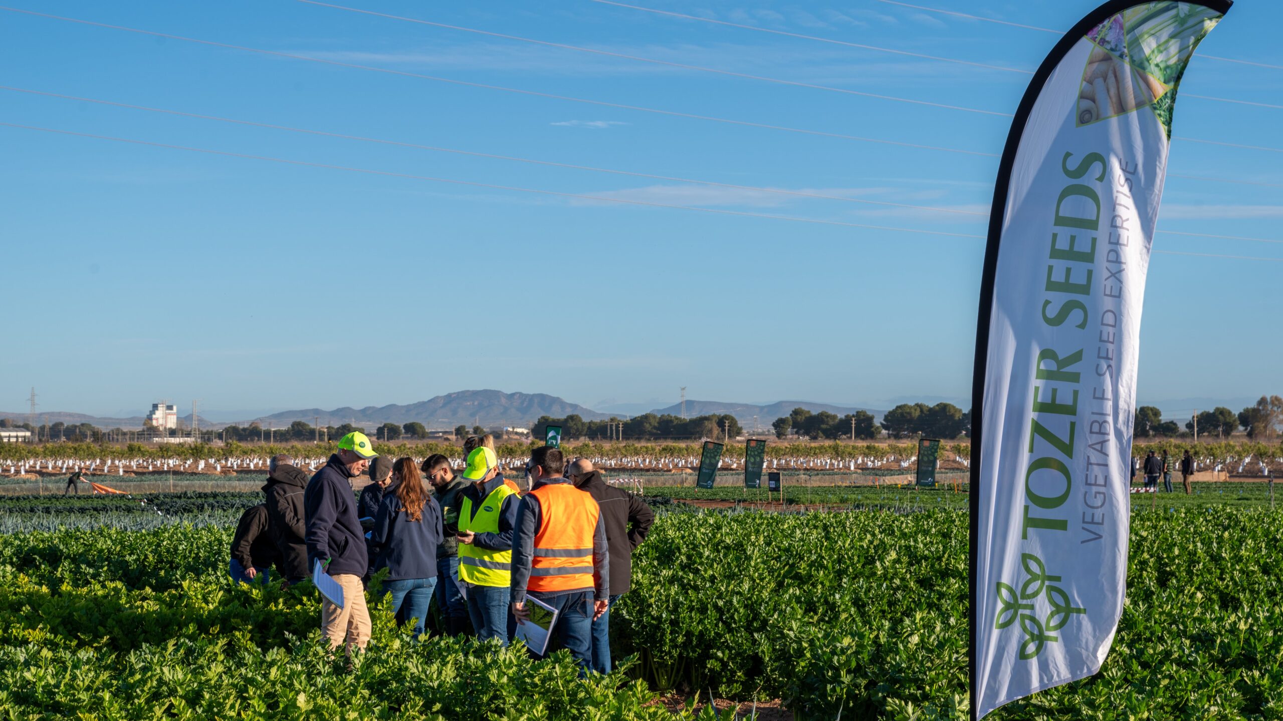 tozer Open Days|tozer Open Days rucula|tozer Open Days apio|tozer Open Days cylantro bolero